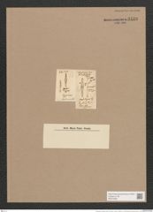 Gomphonema intricatum Kuetz. (de-Toni-Nr.: Genus 37, Species 1741) Zeichnungen Sammlung Grunow Nr. 3439 (NHMW-BOT-W0370982)